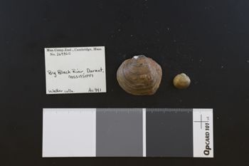 Media type: image;   Malacology 269860 Description: dry;  Aspect: Vo